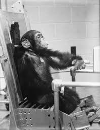 HAM the Astrochimp
